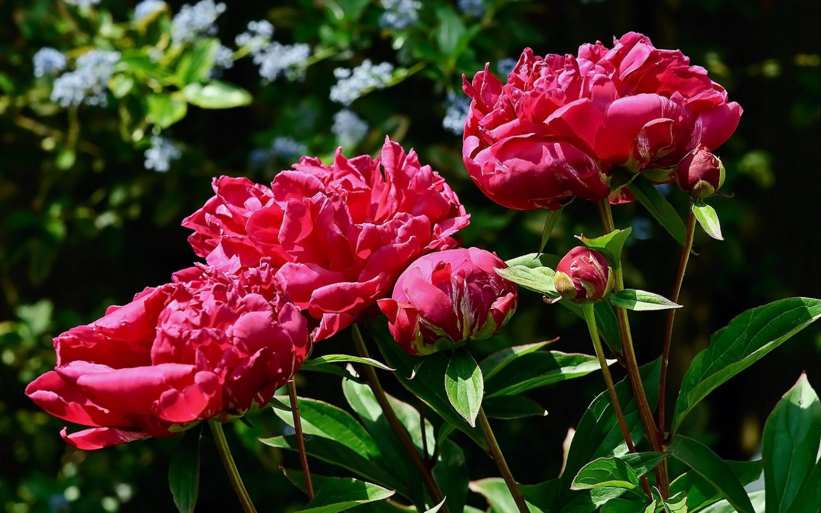 květiny, zahrada, zelená, růže, květ, Slunný, květ, rostlina, flóra, okvětní lístek, pivoňka, záhon, botanika, suchozemská rostlina, kvetoucí rostlina, keř, zahradní růže, růže rodina, floribunda, pivoňky