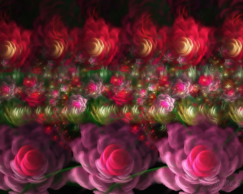 flowers, fractal, circle, red, rose, pink flowers, fractal, circle, red, rose, pink