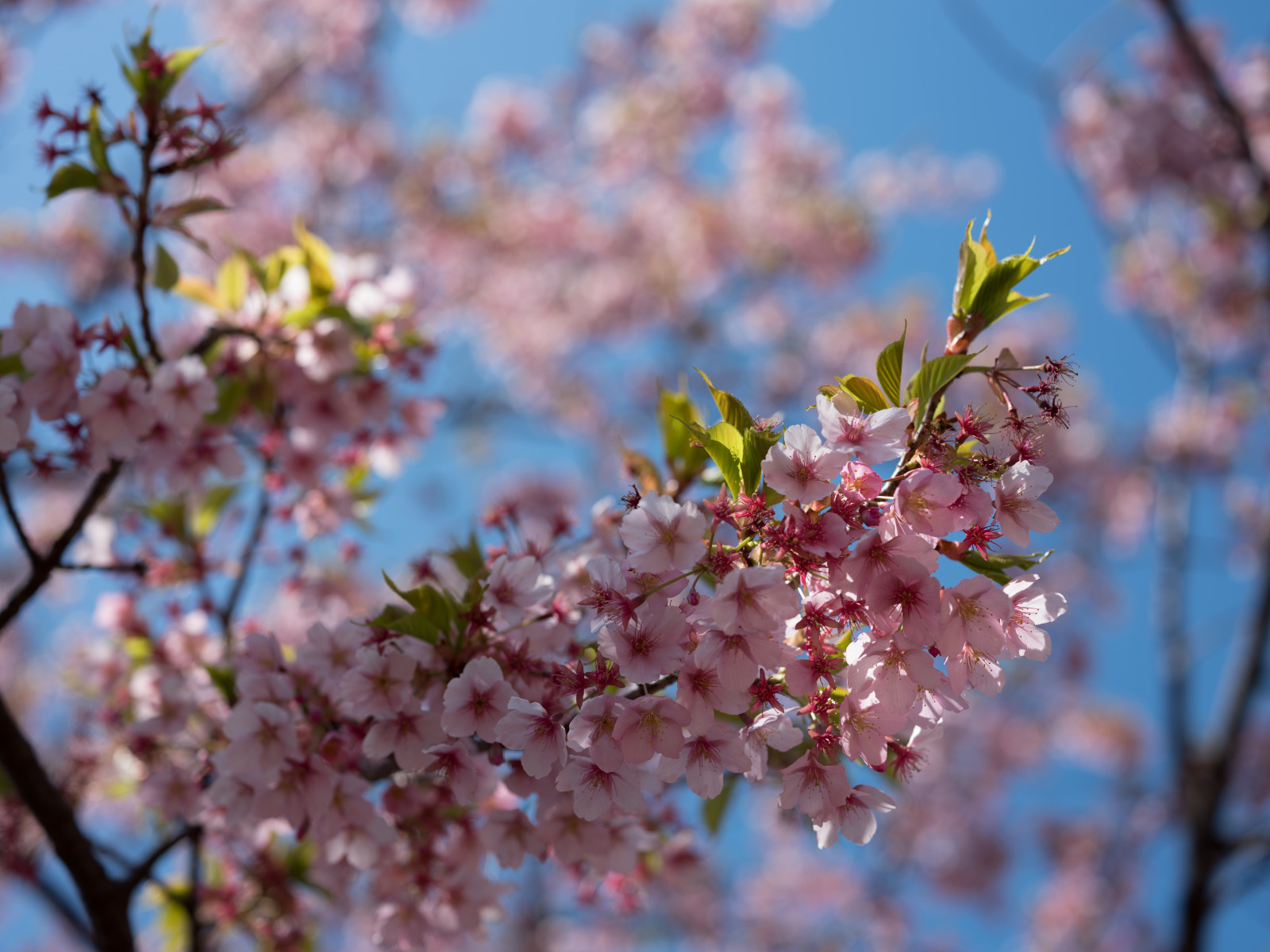 Japonsko, jídlo, Příroda, park, větev, Třešňový květ, květ, jaro, Tokio, Fujifilm, jp, strom, list, květ, rostlina, sezóna, flóra, fuji, Fujinon, gf, gf63mm, gf63mmf28rwr, gfx, gfx50s, shinjukgyoen, Shinjuku, vyrobit, botanika, makro fotografie
