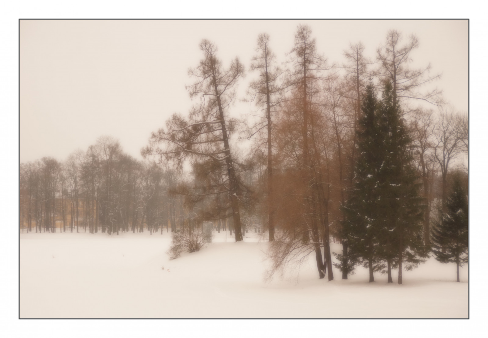 les, sníh, zima, větev, ráno, mráz, smrk, 2015, bříza, leden, strom, počasí, sezóna, skica, zálesí, místo výskytu, přírodní prostředí, atmosférický jev, dřevina, pushkin