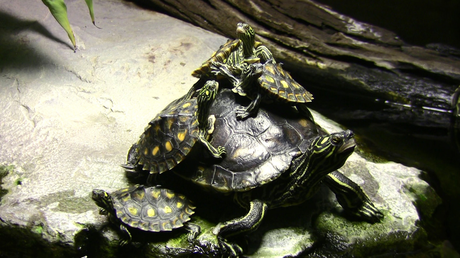 Fondos De Pantalla Animales Criatura Zoo Reptil Fauna Nivel 