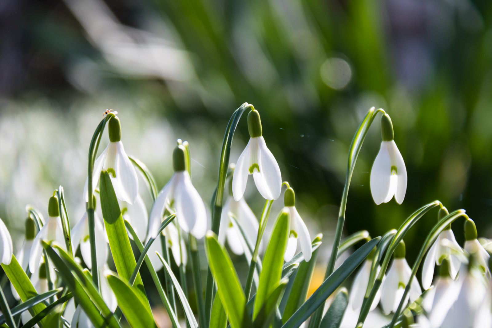 hvid, græs, grøn, forår, blomst, baggrundsbelyst, plante, flora, blomma, Stadsparken, Trelleborg, v r, sn droppe, vintergæk, vit, botanik, jord plante, blomstrende plante, tæt på, makrofotografering, stængelplante, galanthus
