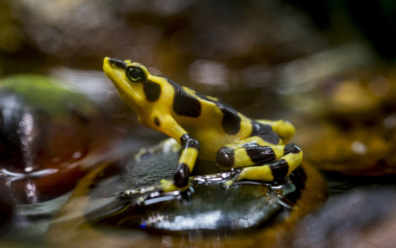 zvěř, Příroda, makro, žlutý, Volně žijících živočichů, žába, obojživelník, biologie, fauna, obratlovců, zblízka, makro fotografie, mořská biologie, Ranidae, čolek, Evropská mlok skvrnitý, salamandra, Salamandridae, mlok
