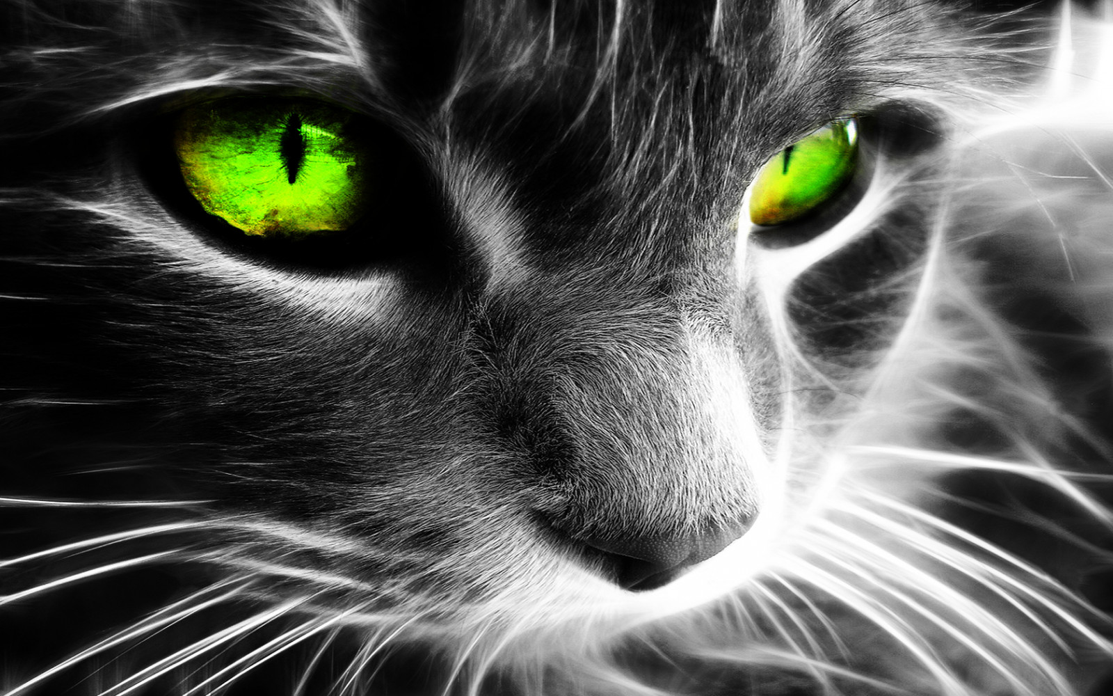 nero, gatto, monocromo, coloranti selettivi, naso, barba, Fractalius, Gatto nero, occhio, mammifero, 1680x1050 px, bianco e nero, fotografia in bianco e nero, vertebrato, avvicinamento, gatto come mammifero, di piccole e medie dimensioni gatti
