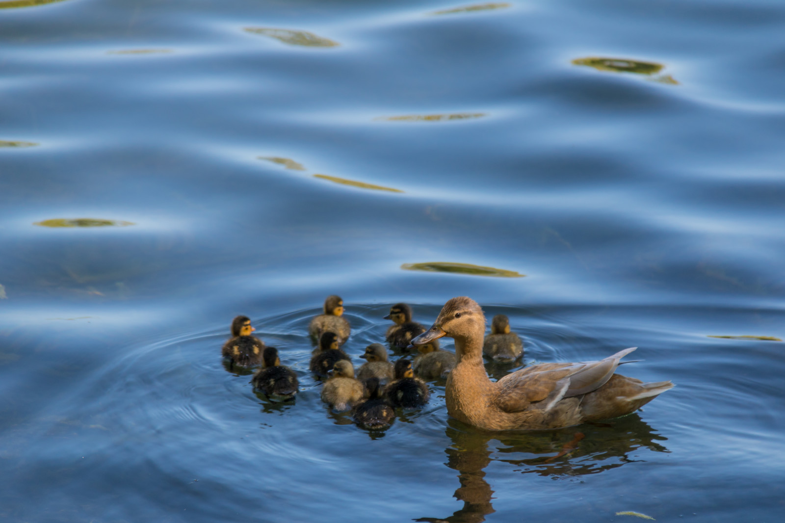 voda, odraz, park, Volně žijících živočichů, labuť, kachna, divoká kachna, pták, Malmo, Pildammsparken, f gel, kachňátko, andunge, křídlo, fauna, vodní ptáci, obratlovců, vodní pták, kachen, hus a labutě