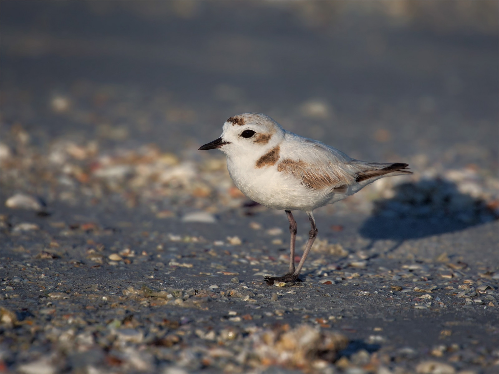 ptactvo, zvěř, vajíčka, moře, záliv, planeta, Příroda, pobřeží, písek, křídla, pláž, Země, peří, Volně žijících živočichů, svět, zobák, Florida, Létat, zvíře, pták, oceán, pláže, hnízdo, ave, malý, racek, mořský pták, chránit, fauna, skořápky, Aves, obratlovců, zblízka, kamarád, Charadriiformes, shorebird, sandpiper, ohrožený, snowyplover, kulík, migrovat, calidrid, red couval sandpiper