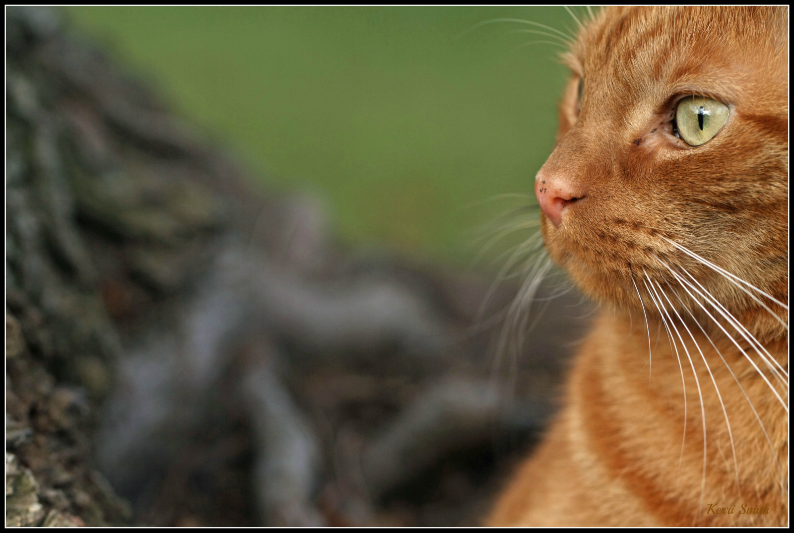 Wallpaper red, orange, cats, Pets, green, animals, closeup, nose