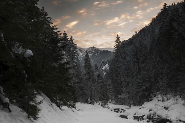 mountains, Zakopane, tatry, tatras, valley, snow