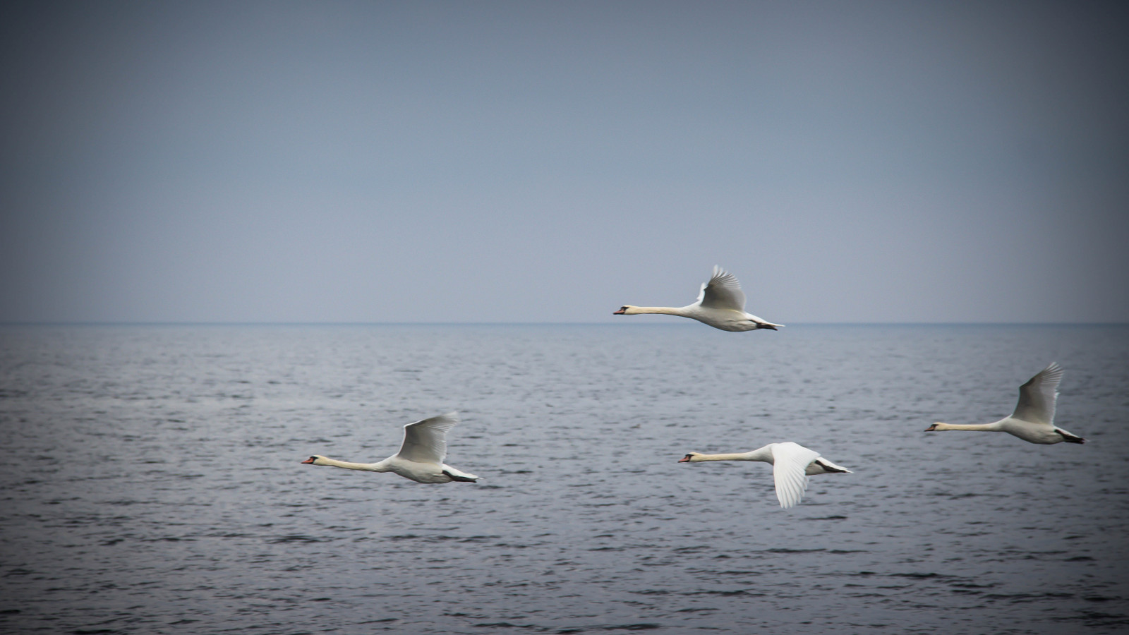 นก, ทะเล, การสะท้อน, บิน, หงส์, นก, svan, hav, ฉูดฉาด, นางนวล, Gotland, attackfoto, ใบปลิว, stenkusten, โจมตี 4, ทะเล, ปีก, สัตว์ป่า, สัตว์มีกระดูกสันหลัง, นกน้ำ, charadriiformes, ปลาชนิดหนึ่งยุโรป