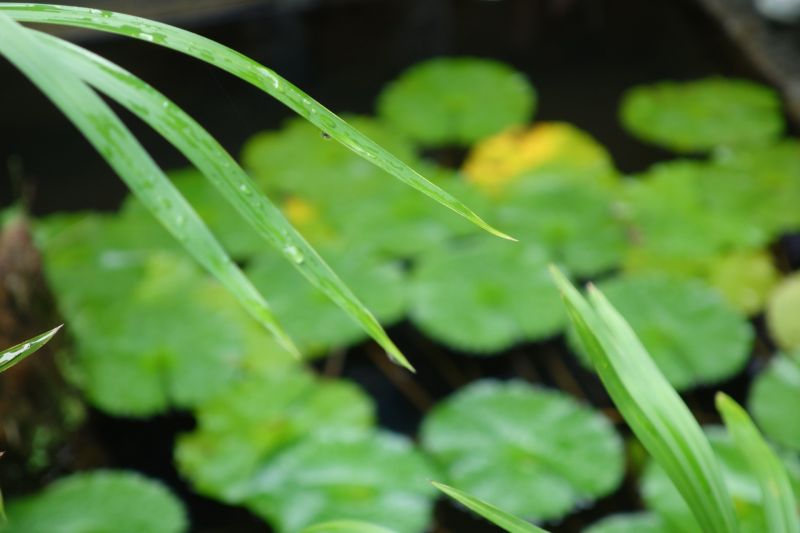 alam,makro,hijau,herba,daun,bunga
