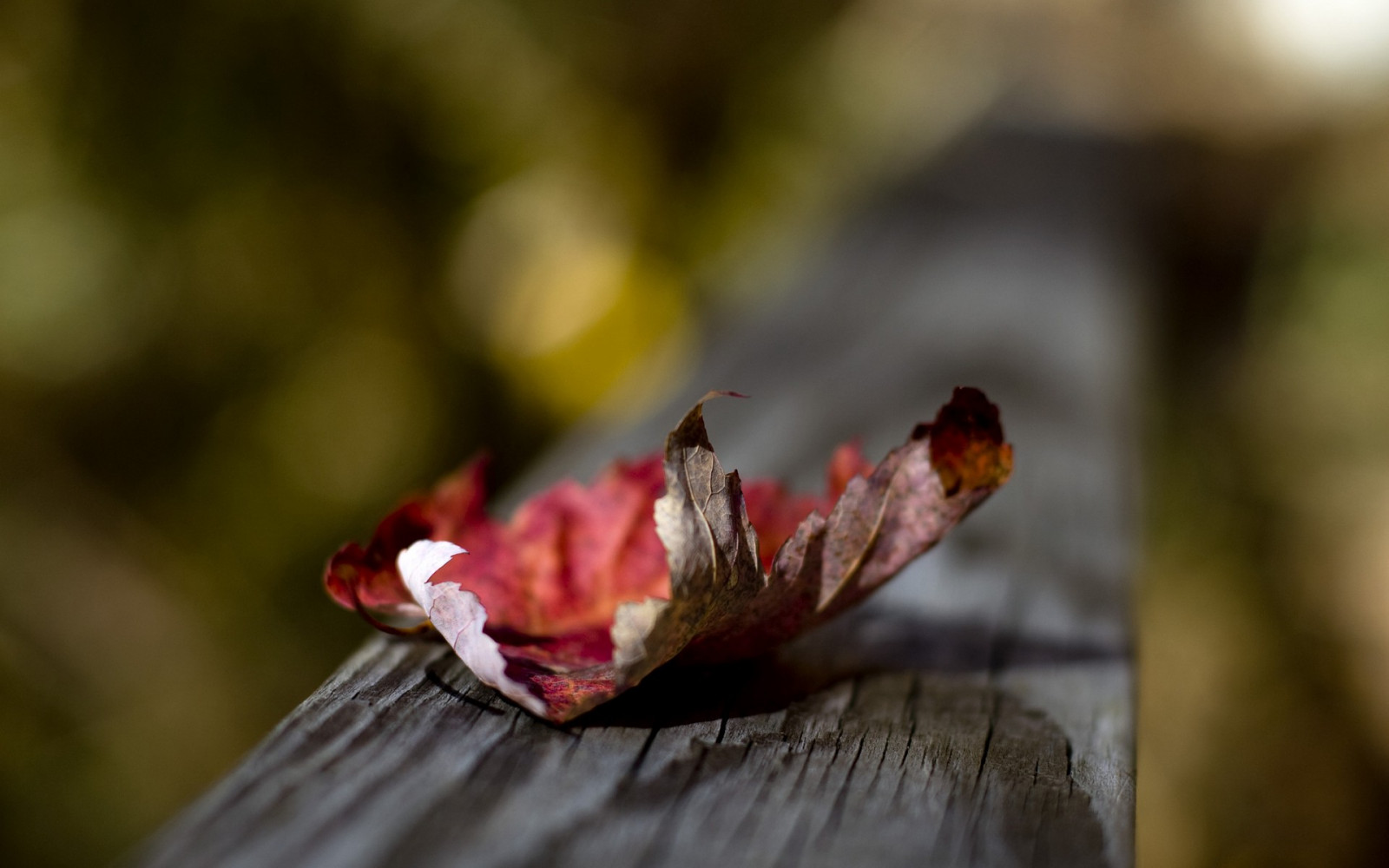 1920x1200 px, leaves, macro, nature