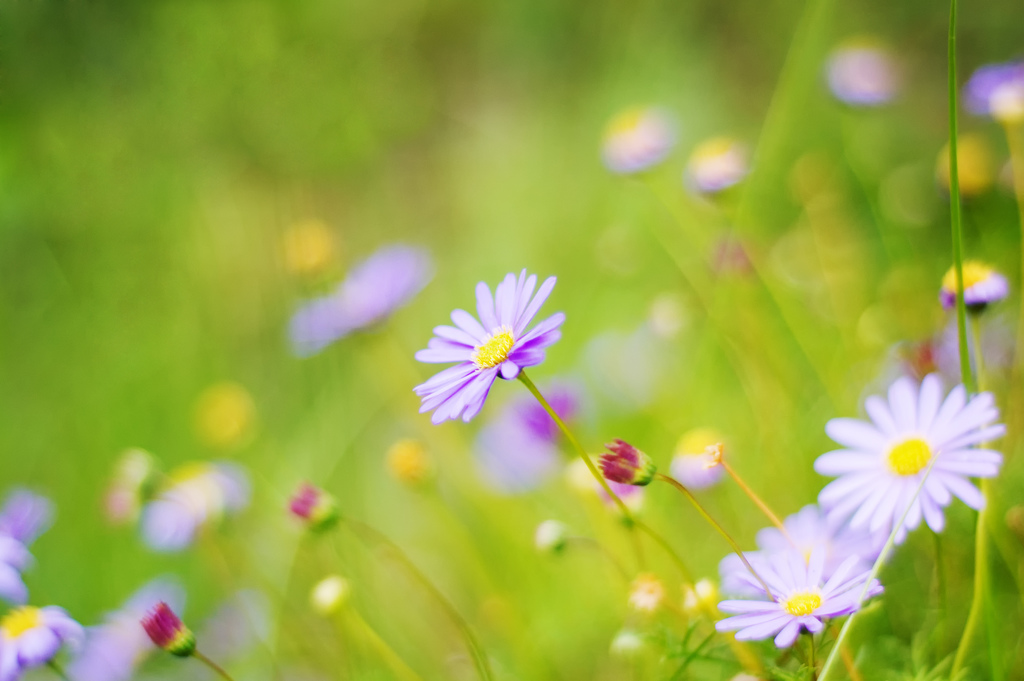 slunečnímu záření, Příroda, tráva, pole, fotografování, zelená, květ, bokeh, Drsný, Sedmikráska, list, květ, rostlina, flóra, okvětní lístek, louka, d40, 50mmf18, divoká rostlina, botanika, zblízka, makro fotografie, závod stonek, daisy rodina, zahrada kosmos