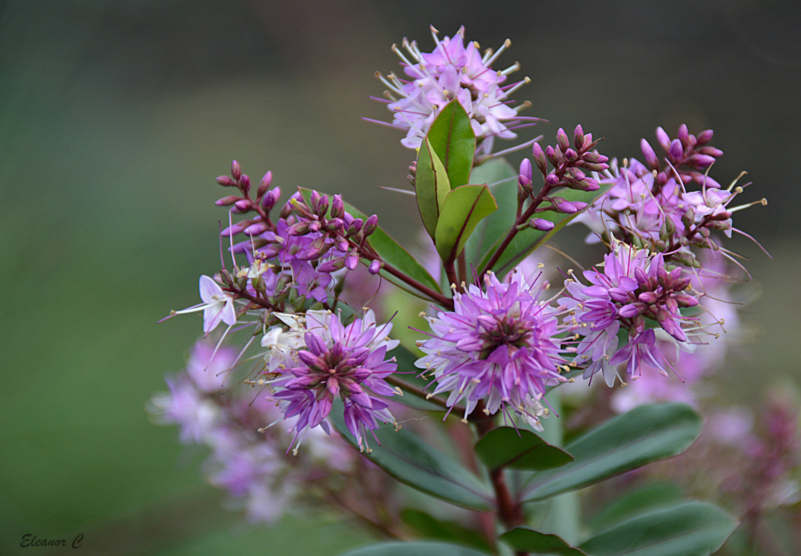 květiny, Londýn, nachový, kensingtonské zahrady, hebe, nikond7100, february2015