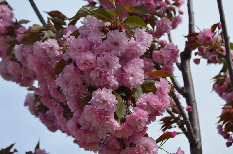 flowers, blossom, pink, food, branch, cherry blossom flowers, blossom, pink, food, branch, cherry blossom