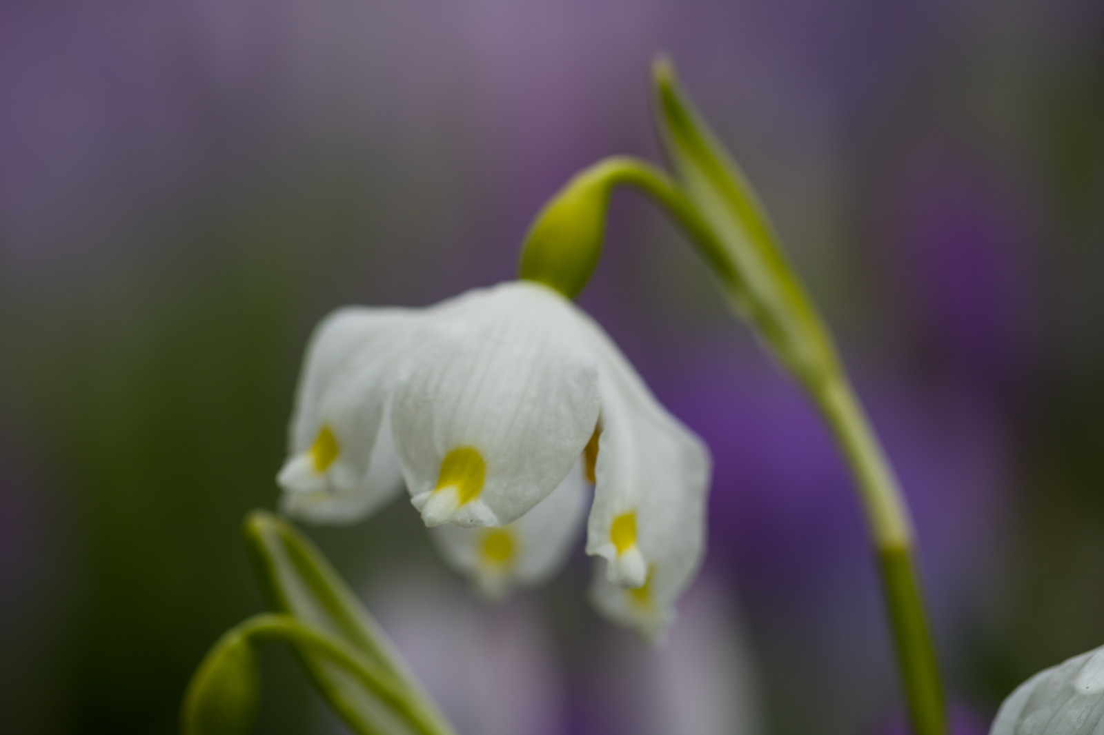 fotografování, zelená, žlutý, květ, jaro, květ, rostlina, oko, flóra, Lund, botaniskatr dg rden, springsnowflake, Botanická zahrada, okvětní lístek, v RSN Klocka, divoká rostlina, suchozemská rostlina, kvetoucí rostlina, zblízka, makro fotografie, závod stonek