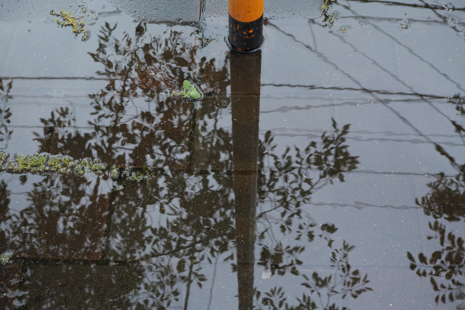 sníh, zima, větev, Quattro, Tokio, strom, list, počasí, sezóna, sigma, dp, DP2, dp2quattro, dp2q, větvička, dřevina