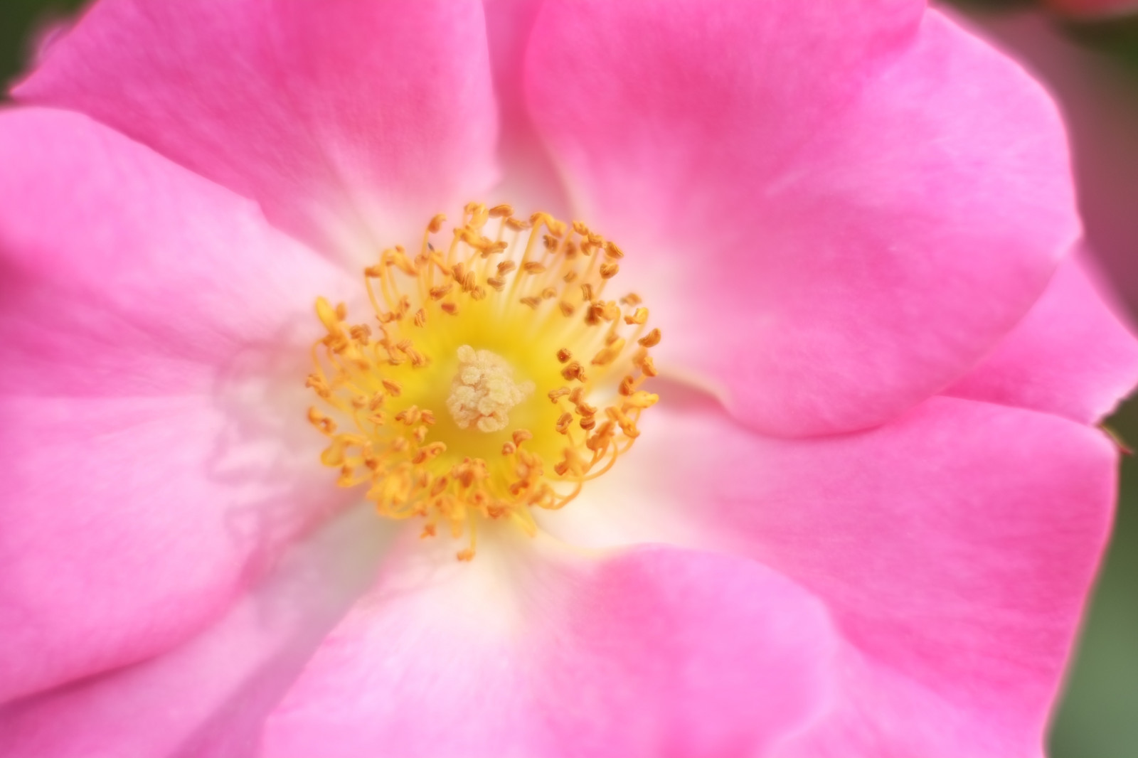 ดอกกุหลาบ, เบ่งบาน, สีชมพู, โตเกียว, fujifilm, ดอกไม้, ปลูก, พืช, กลีบดอก, ฟูจินอน, ชินจูกุ, xpro1, xf, xf35mmf14r, x, shinjukugyoen, xf35mm, mcex, mcex11, โรงงานที่ดิน, พืชดอก, การถ่ายภาพมาโคร, กุหลาบครอบครัว, floribunda, rosa rubiginosa, Camellia sasanqua