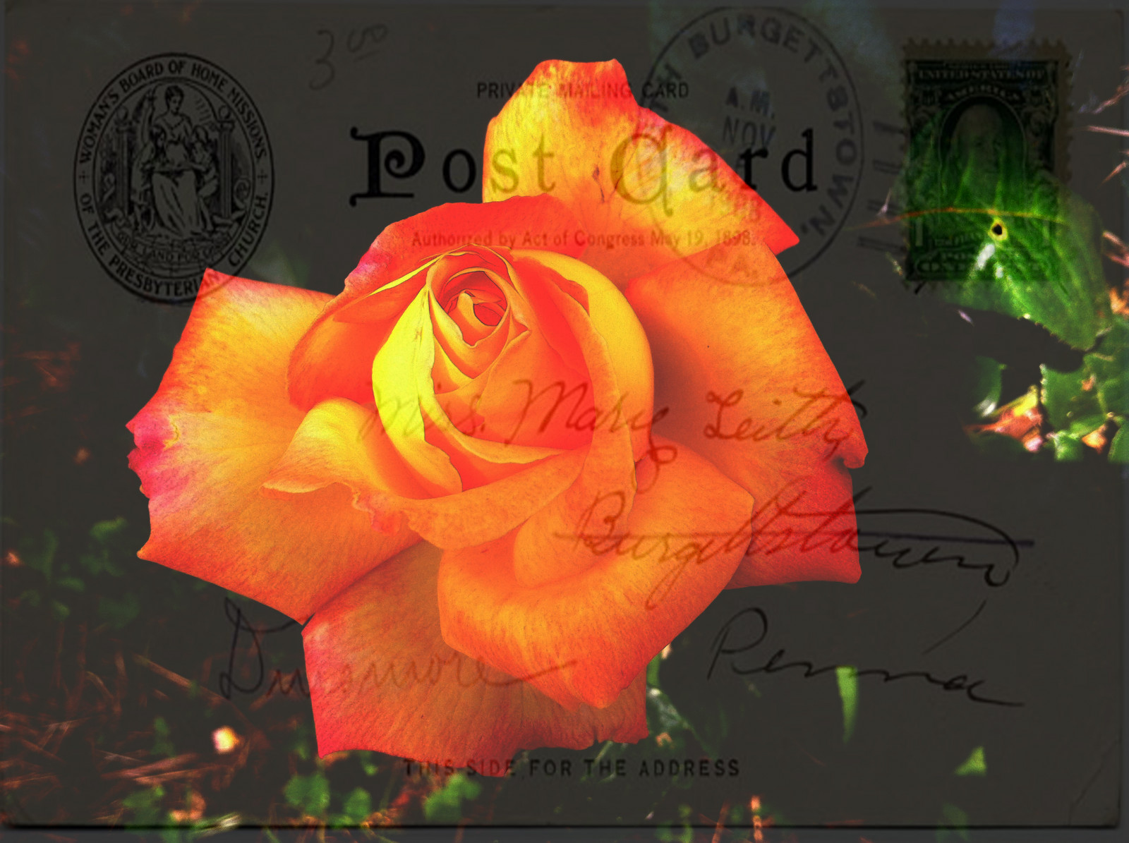 สีเหลือง, ส้ม, ดอกกุหลาบ, โปสการ์ด, ดอกไม้, ปลูก, พืช, กลีบดอก, rosa, flickraward, Fiore, rememberthatmomentlevel1, วอลล์เปเปอร์คอมพิวเตอร์, พืชดอก, ดอกไม้, ถ่ายภาพนิ่ง, กุหลาบสวน, กุหลาบครอบครัว, สั่งกุหลาบ, floribunda, จีนเพิ่มขึ้น, cartolinapostale