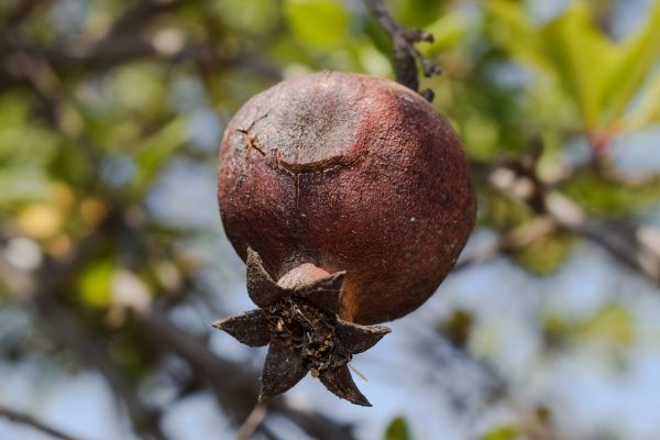 pomegranate,fruit,tree