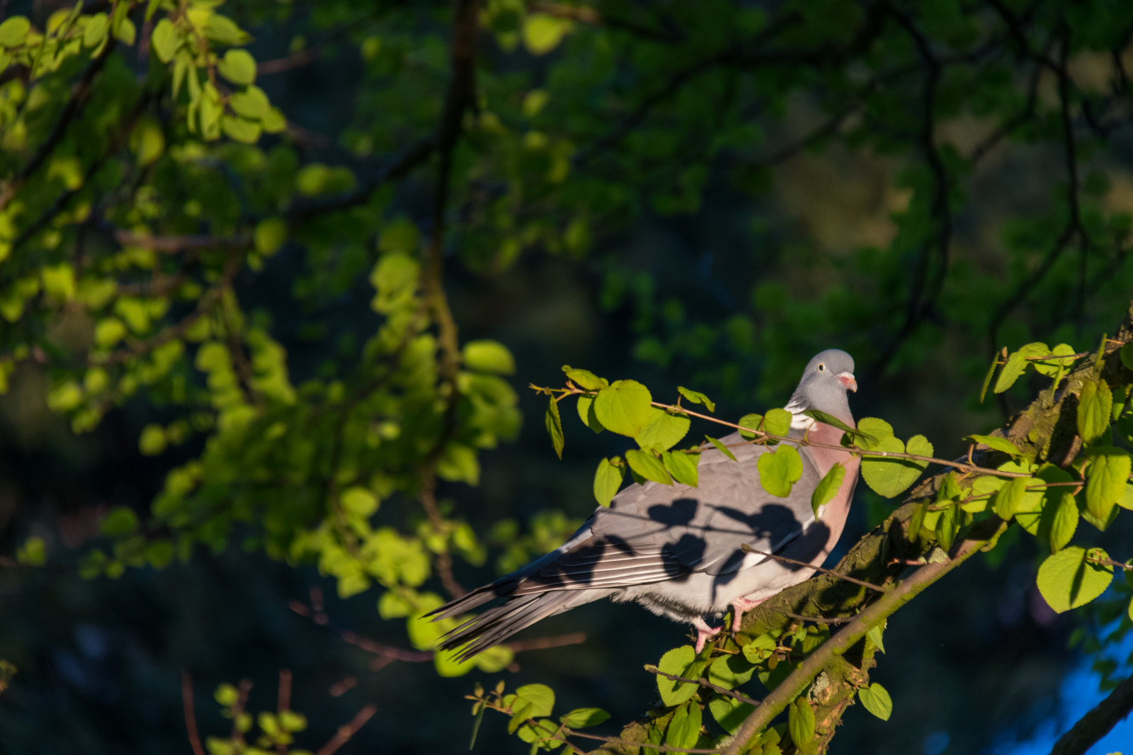 slunečnímu záření, les, Příroda, větev, zelená, žlutý, Volně žijících živočichů, džungle, holubice, strom, podzim, list, květ, svítání, pták, sezóna, flóra, parku Stadsparken, Trelleborg, f gel, morgonljus, ranní světlo, gryning, Duva, fauna, prohlížení pták, botanika, dřevina