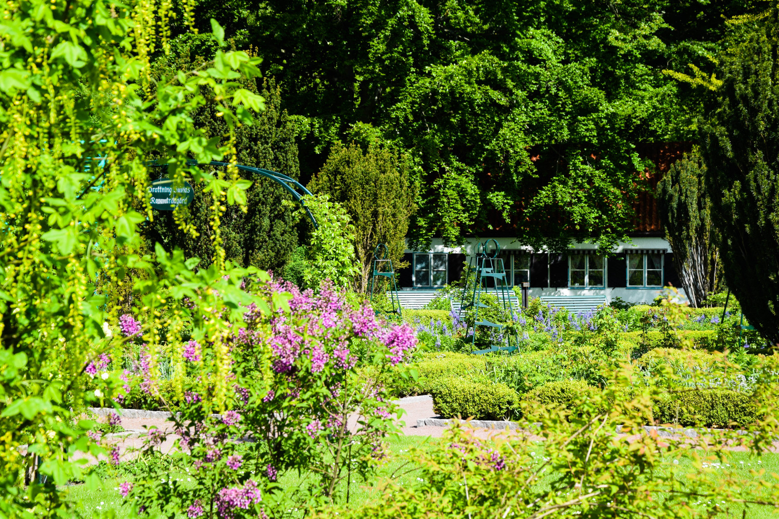 foresta, fiori, giardino, natura, urbano, parco, verde, fiorire, natura selvaggia, stagno, Svezia, ruscello, cortile, albero, autunno, foglia, fiore, pianta, all'aperto, uccello, fiore di ciliegio, flora, Malmo, Pildammsparken, vegetazione, prato, Fiore di campo, bosco, habitat, ambiente naturale, botanica, pianta legnosa, ecosistema, arbusto, giardino botanico