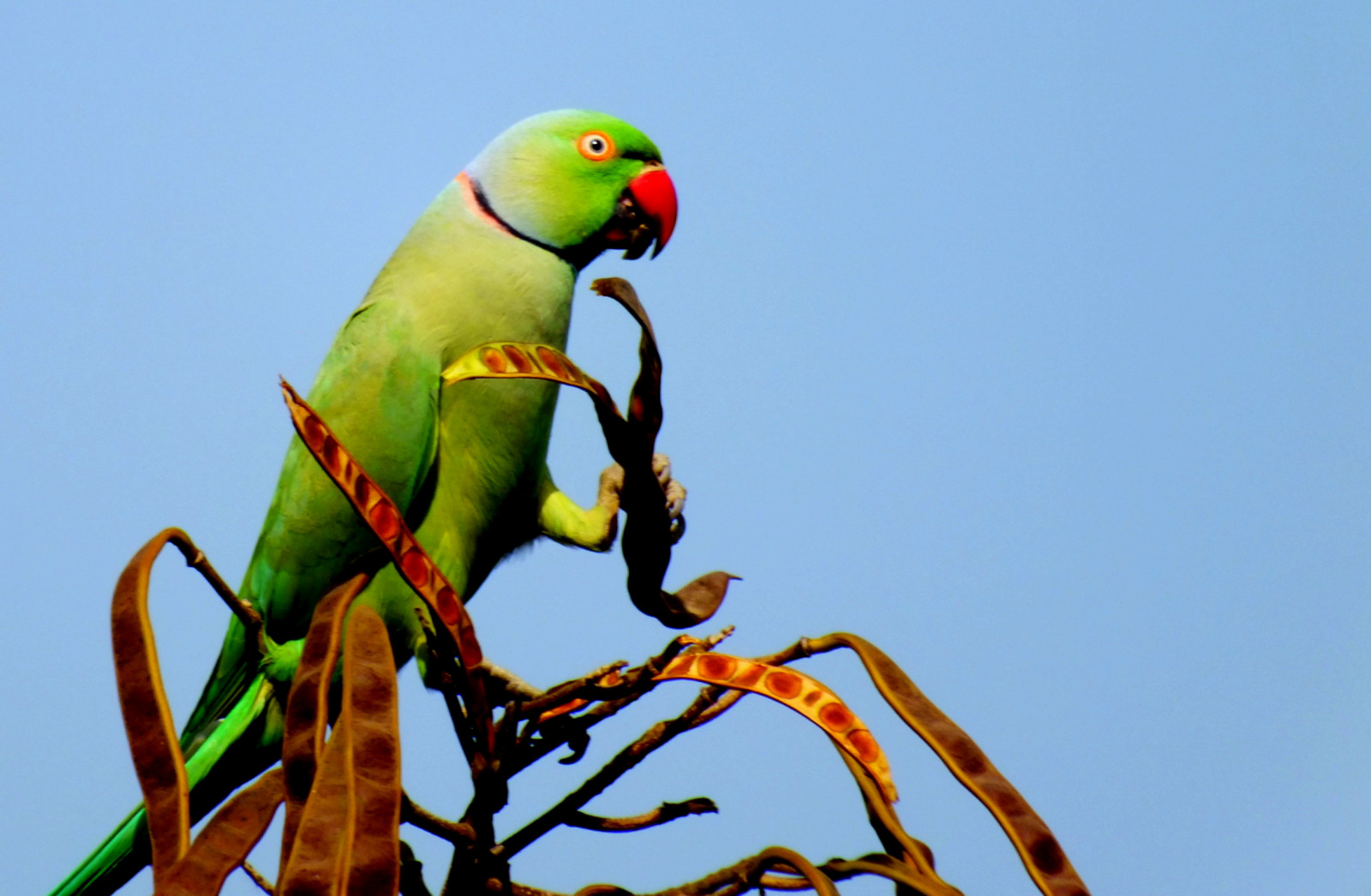 zelená, Tia, fuji, Papoušek, Hyderabad, Ándhrapradéš, ranju, Ringneckedparakeet, ringexcellence, dblringexcellence, tplringexcellence, HS20EXR, finepixhs20