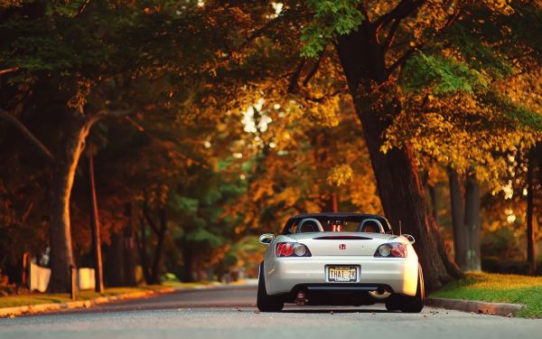 car, vehicle, trees, fall, park, road