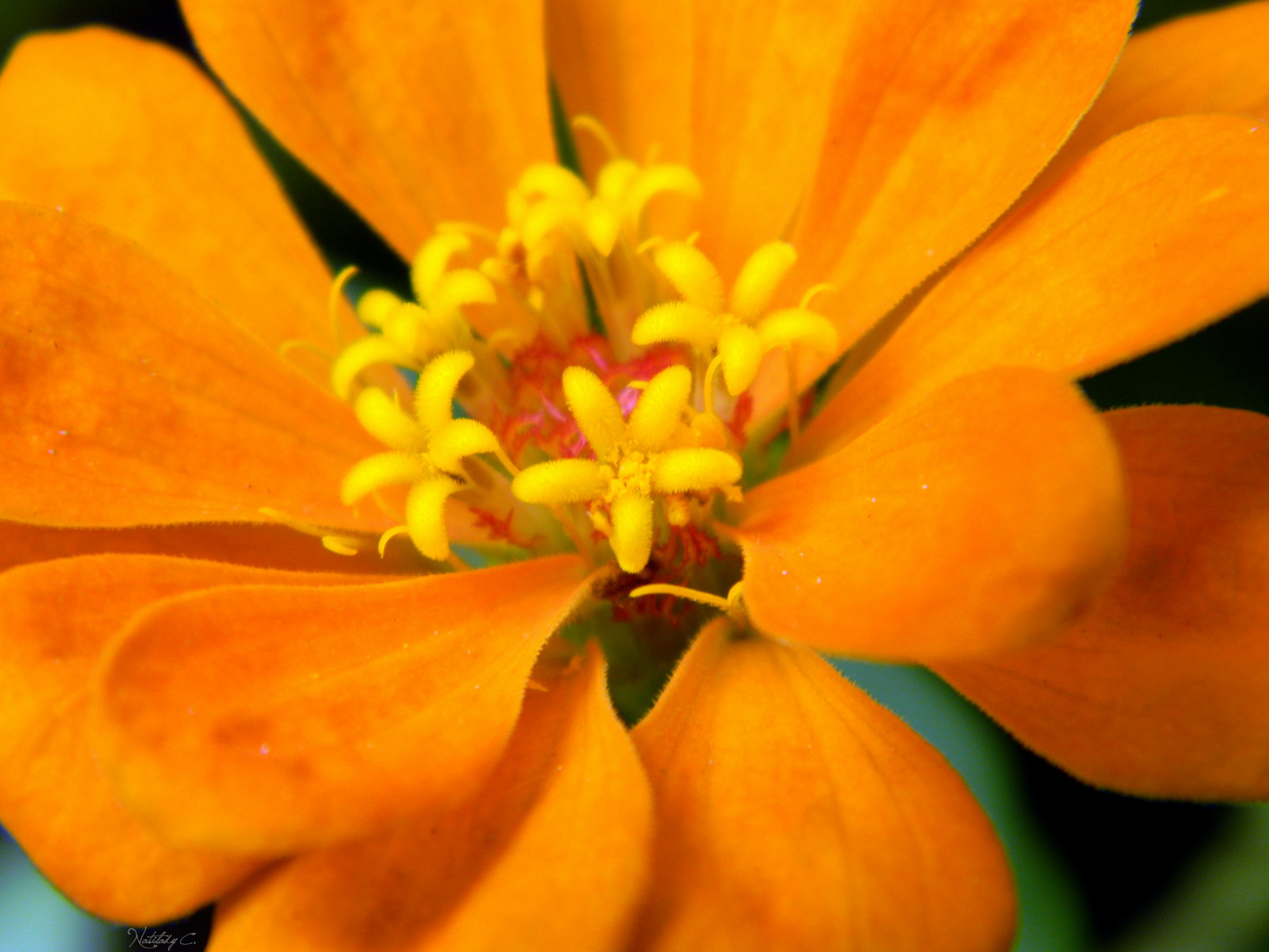 zahrada, Příroda, fotografování, makro, žlutý, slunce, oranžový, Nikon, květ, Slunný, Brazílie, Brasil, slunce, podrobnosti, světlo, list, květ, rostlina, přírodní, flóra, domů, okvětní lístek, natureza, casa, luz, laranja, divoká rostlina, flor, detalhes, Rio de Janeiro, jardim, vyrobit, botanika, suchozemská rostlina, kvetoucí rostlina, zblízka, makro fotografie, závod stonek, cínie