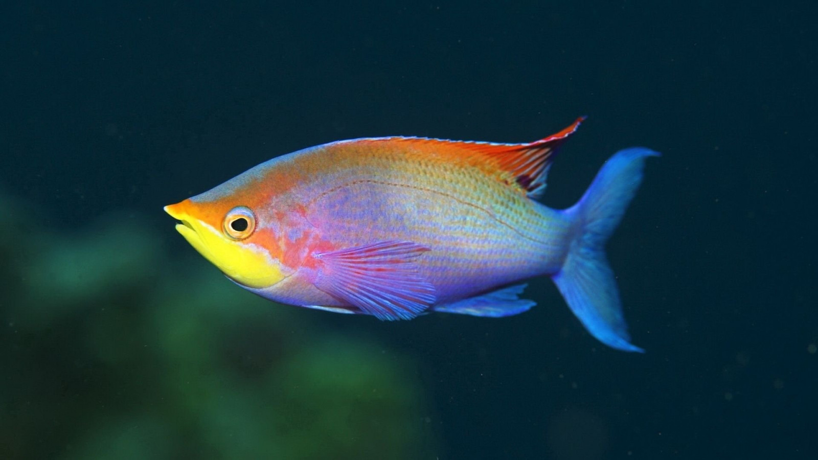 1920x1080 px, Fisch, rainbowfish, tropisch