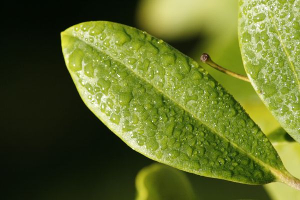 leaf,drop,dew,surface