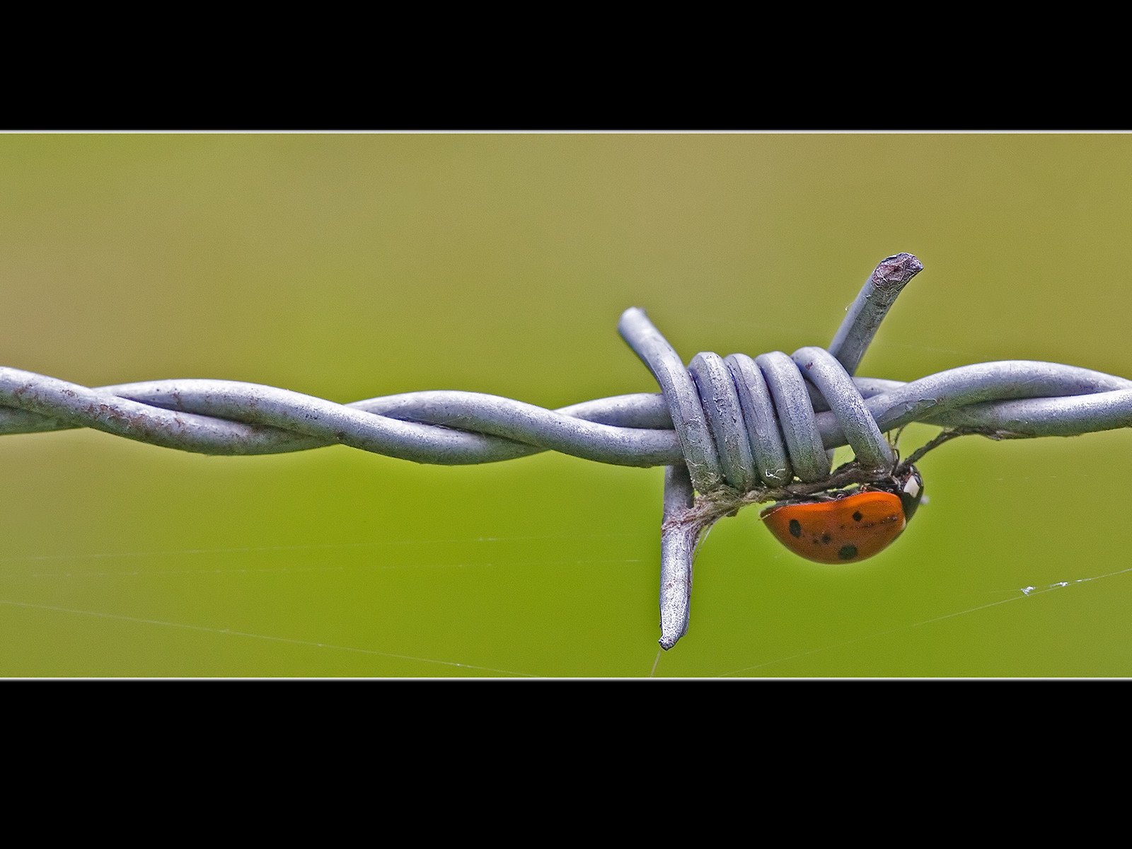 Wallpaper : 1600x1200 px, animals, barbed, insects, ladybirds, nature ...