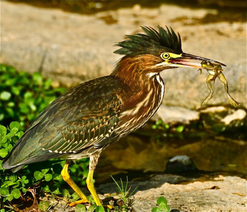Příroda,ptactvo,žába,greenheron