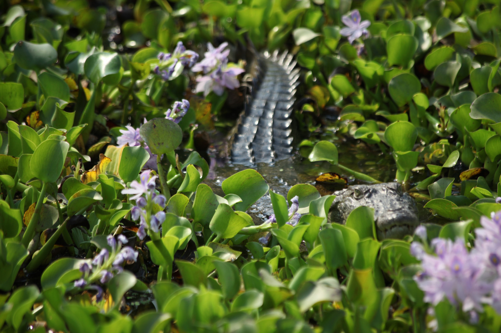 parkere, Nepal, sø, elefant, natur, vand, flod, siv, farligt, dyreliv, Safari, national, krokodille, Chitwan, 10faves, johndalkin, heavensgatejohn