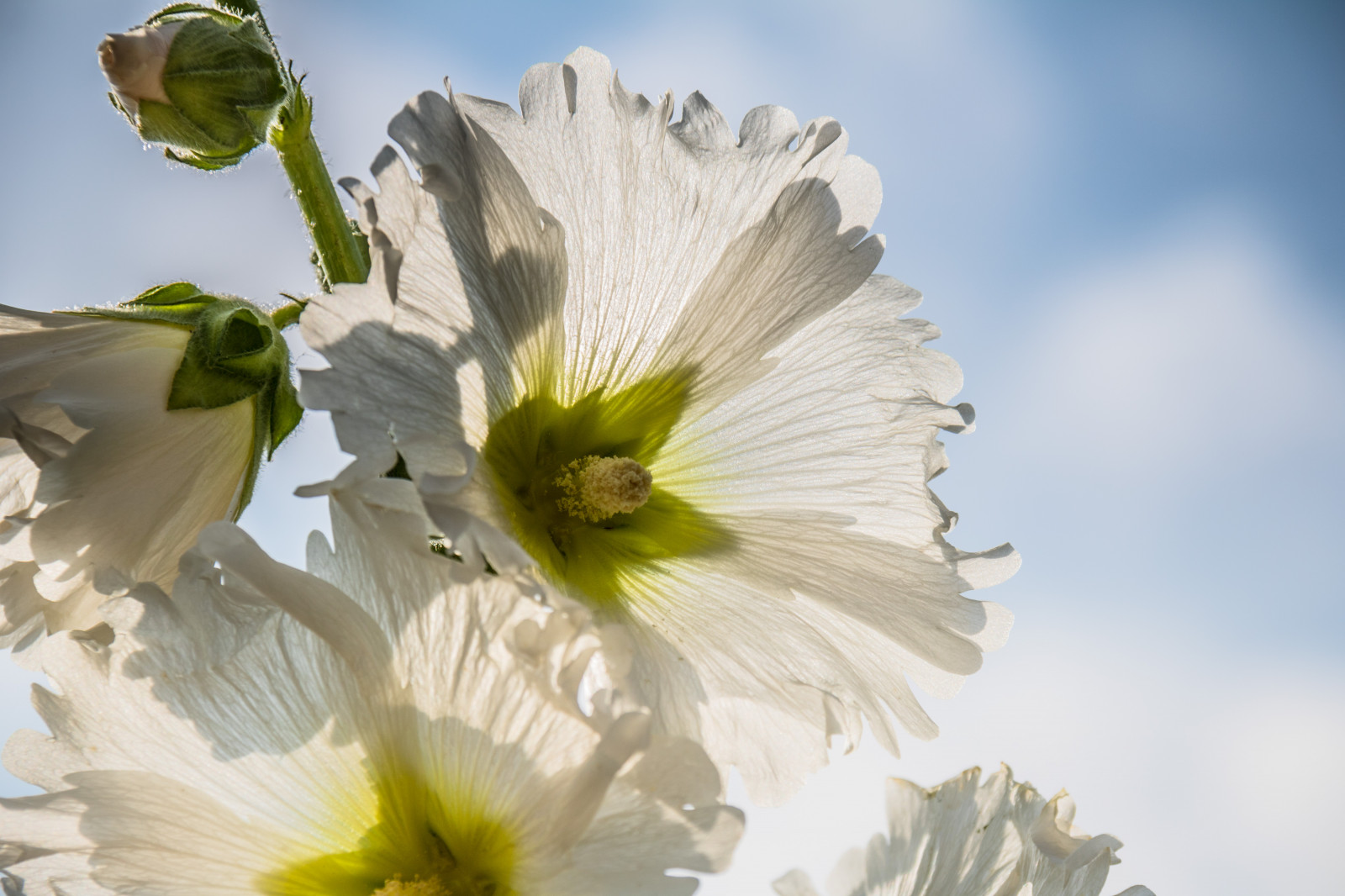 žlutý, květ, květ, rostlina, flóra, Blomma, Malmo, stockros, exif modelu canoneos760d, geocountry, Kamera aby kánon, geocity, Model fotoaparátu canoneos760d, geostate, geolocation, EXIF čočka efs18200mmf3556is, exif aby kánon, EXIF isospeed 100, EXIF otvor 90, katrinetorp, exif focallength 190mm, okvětní lístek, hollyhock, divoká rostlina, vyrobit, botanika, suchozemská rostlina, kvetoucí rostlina, zblízka, makro fotografie, závod stonek