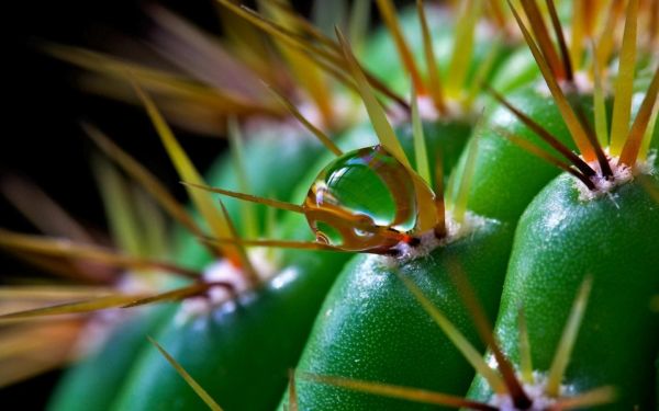 nature, grass, photography, macro, branch, insect