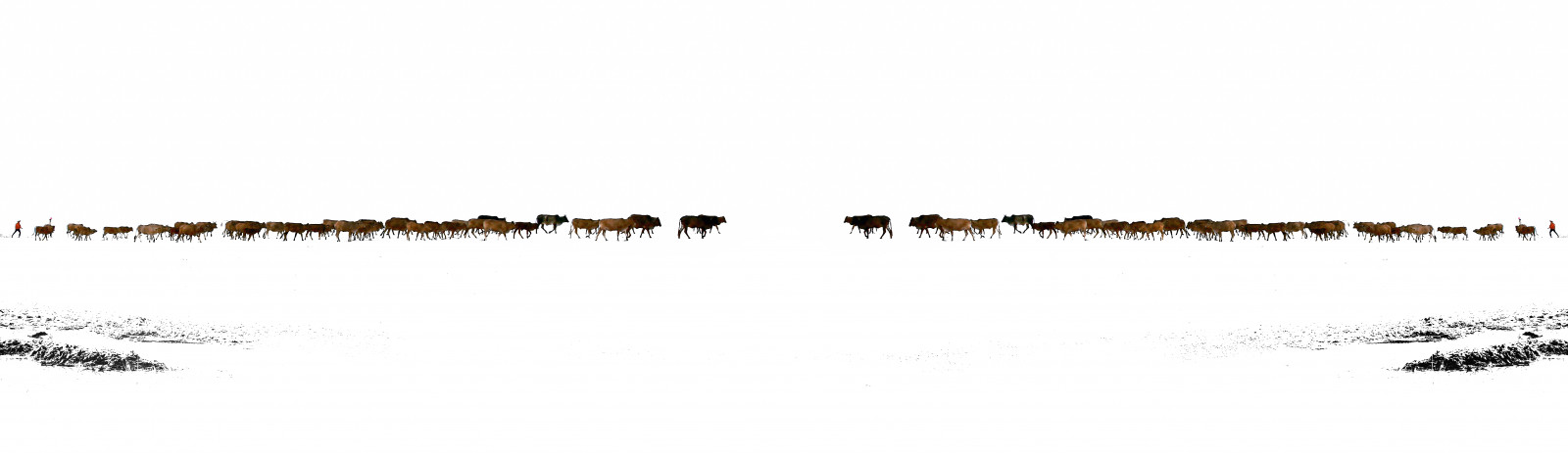 dyr, plads, tekst, Sony, Vietnam, spejlet, smuk, køer, rejsende, linje, carlzeiss, flok, reise, sch nheit, erindringer, Muine, tiere, skrifttype, variosonnart28222470, gespiegelt, Herde, treck, dslra550, schwarzweismitfarbe, gammeldags, blackandwhitewithcolor, kuhherde, Shepperd, whitedunes, H ter, fodermester, Hirte, menneskelig udvikling, timetraveling, Weised nen, explore140601