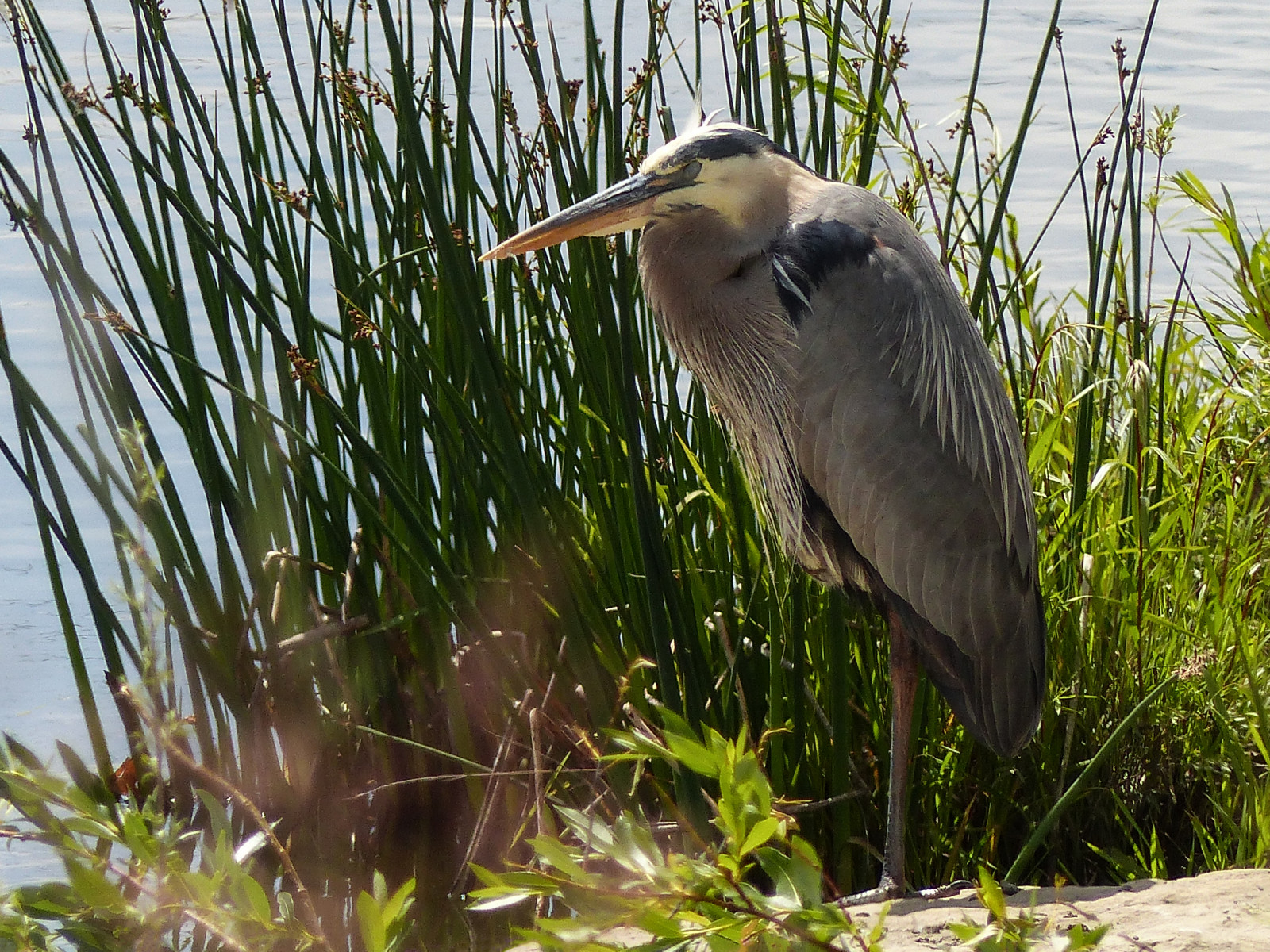 Fond d'écran en train de dormir, les plantes, Canada, Calgary, oiseau