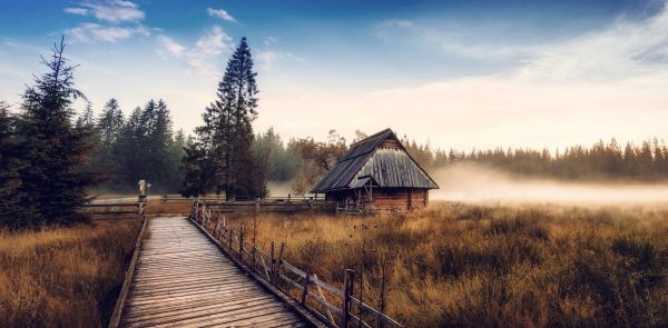 maisema, metsä, luonto, pudota, järvi, heijastus