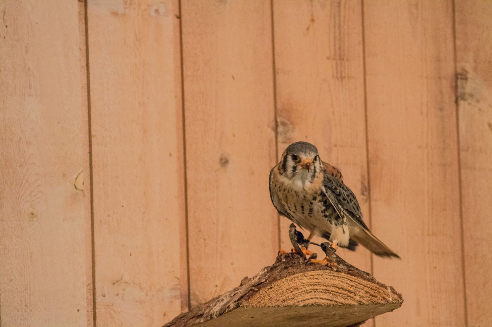 træ, Danmark, spurv, Falk, c, fugl, finke, birdofprey, danmark, exif model canoneos760d, geocountry, kamera gør kanon, geocity, kameramodel canoneos760d, geostate, geolocation, exif åbning 56, exif gøre kanon, exif isospeed 6400, exif linse ef70300mmf456lisusm, exif focallength 300mm, rovf gel, falkonerg rden, falkonergaarden, falk, americankestrel, falcosparverius, sparvfalk, vinge, fauna, siddepinde fugl, hvirveldyr