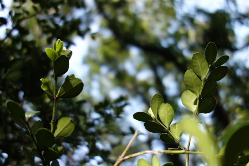 luce del sole, foresta, natura, ramo, macro, verde luce del sole, foresta, natura, ramo, macro, verde