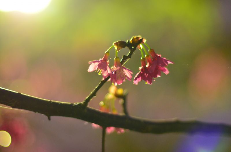květ, flóra, květ, list, makro fotografie, jaro květ, flóra, květ, list, makro fotografie, jaro