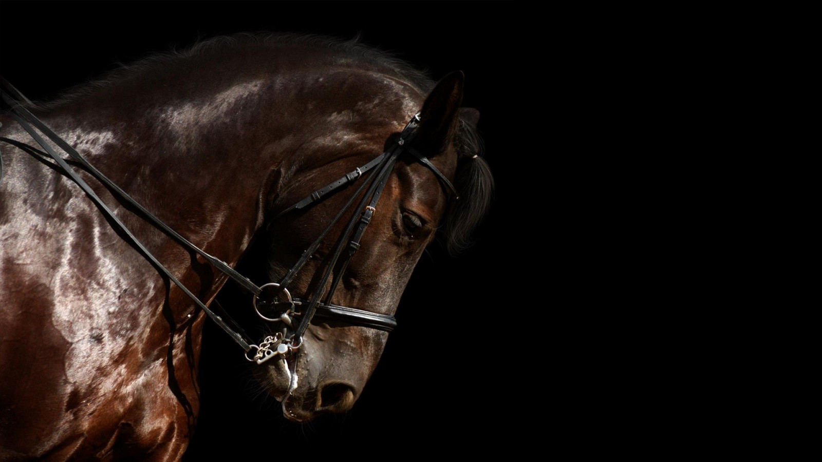 Wallpaper Rein, mare, mane, horse like mammal, stallion, mustang