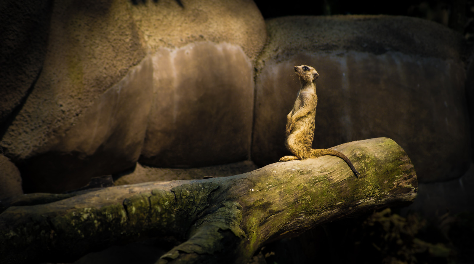 fauna, Zoo, organismo, natura, oscurità, Formazione, carnivoran