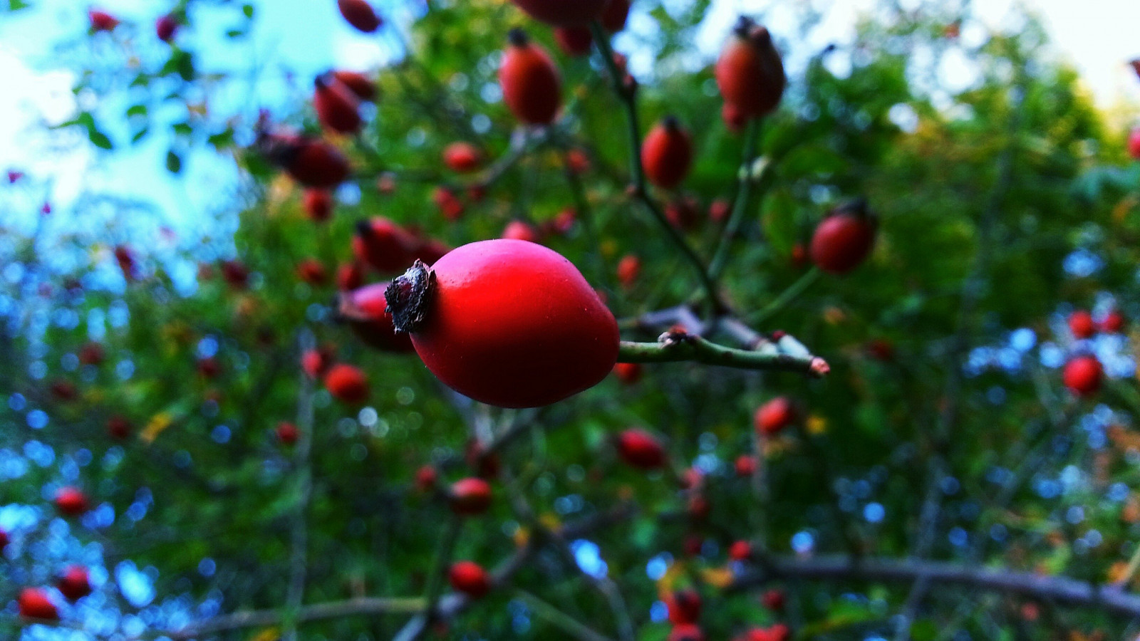 3264x1836 px, θολός, τροφή