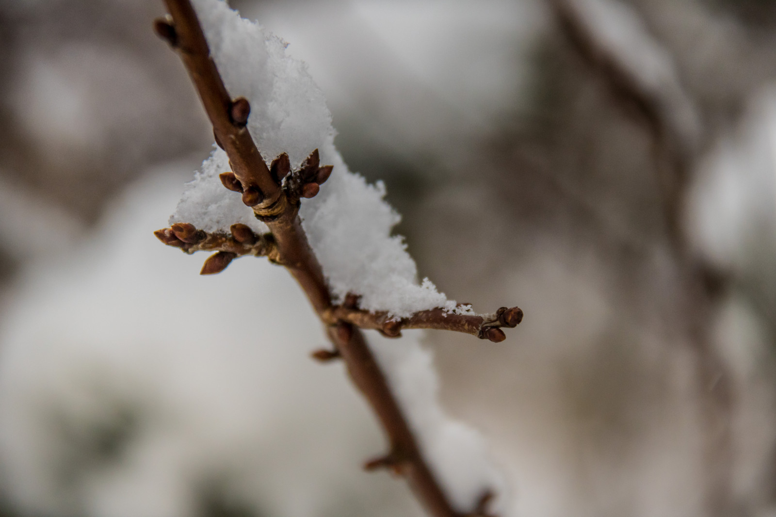 natur, sne, vinter, afdeling, frost, blomst, forår, Fryser, træ, efterår, blad, blomst, vejr, plante, sæson, flora, sn, vinter, Smygehamn, Kvist, tæt på, makrofotografering, stængelplante