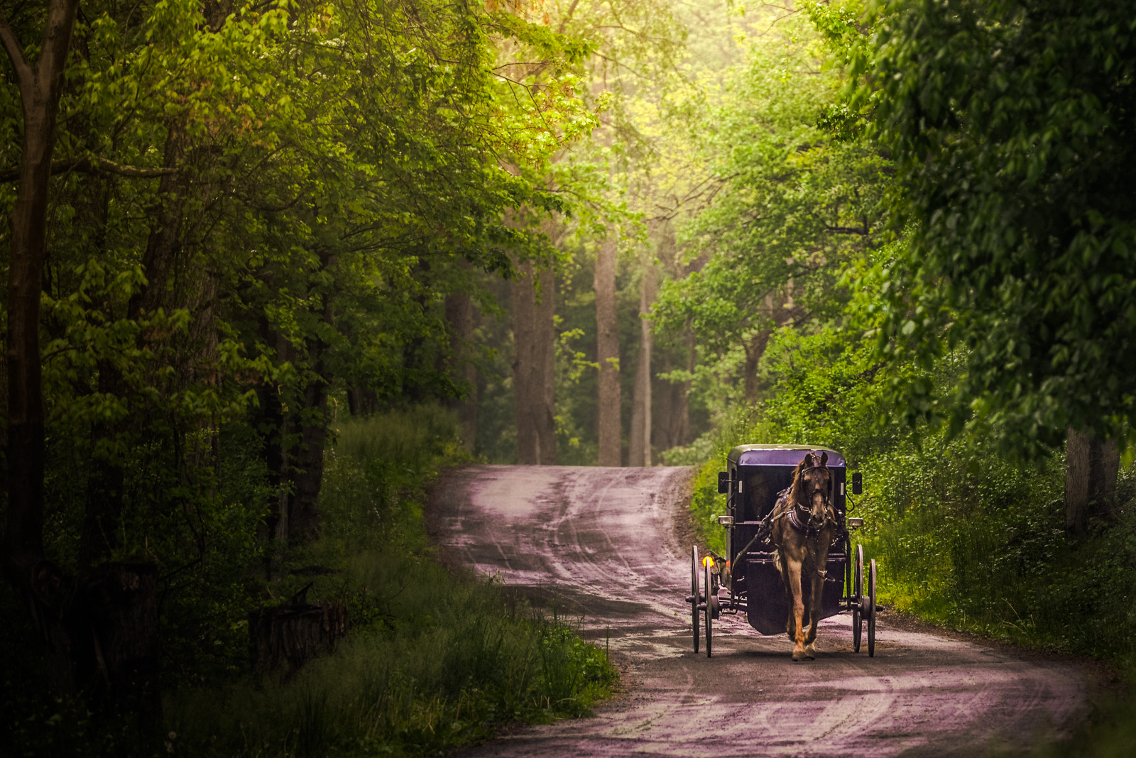 デスクトップ壁紙 日光 風景 森林 水 うま 草 空 道路 ブランチ 緑 朝 国立公園 荒野 ジャングル パス 雨林 自然保護区 ペンシルバニア 農村 アーミッシュ 工場 トレイル 植生 田舎道 グローヴ 木質植物 生態系 温帯性針葉樹林 バイオーム