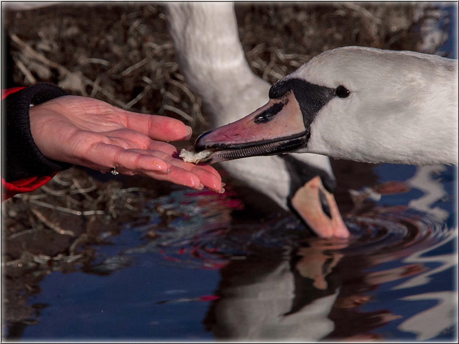 voda, Příroda, Německo, labuť, kachna, 2015, Neděle, UMĚNÍ, pták, natur, Ostsee, wasser, trave, ostseeleuchte, Baltské moře, travem NDE, vodní ptáci, vodní pták, kachen, hus a labutě, schw ne, únor, swanfeeding, schwanenf tterung