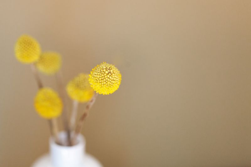 Blumen,Blume,Pflanze,Weiß,Pflanzen,Gelb