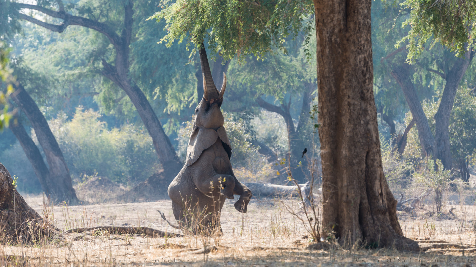 Afrika, slon, bazén, červenec, Zimbabwe, mana, Měsíc, africanelephant, 2014, manapools, loxodontaafricana, Manapoolsnationalpark