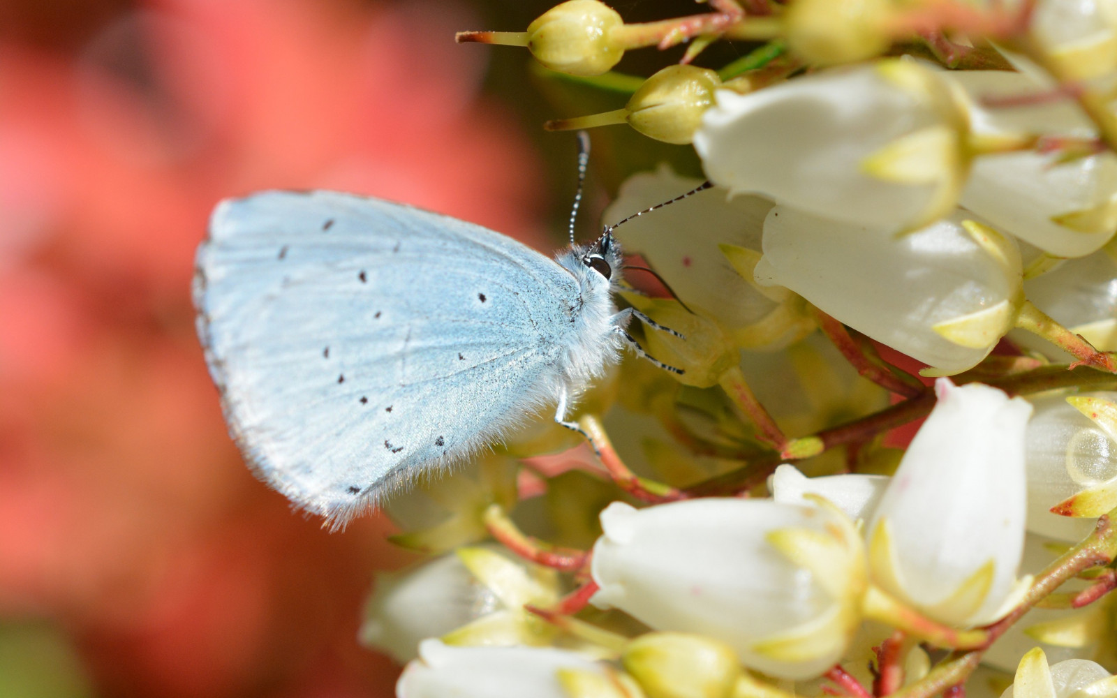 állatok, természet, fényképezés, makró, ág, pillangó, rovar, kivirul, lepidoptera, levél növényen, virág, növény, növényvilág, virágszirom, fauna, 2560x1600 px, növénytan, bezár, makró, gerinctelen, nektár, beporzó, lepkék és pillangók